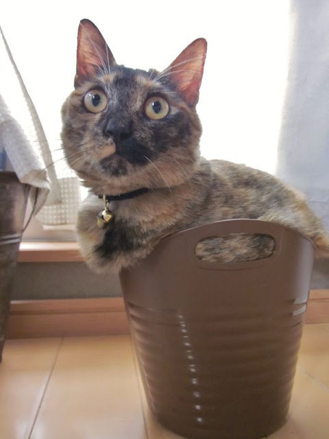 キツめがお好きですか そうですか あぁ猫よ