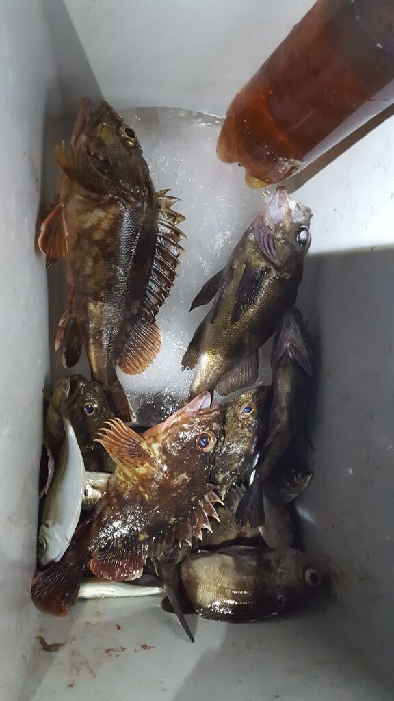 相変わらずライブワームの釣りでメバル カサゴ爆釣 の話 クラウドルアーズブログ