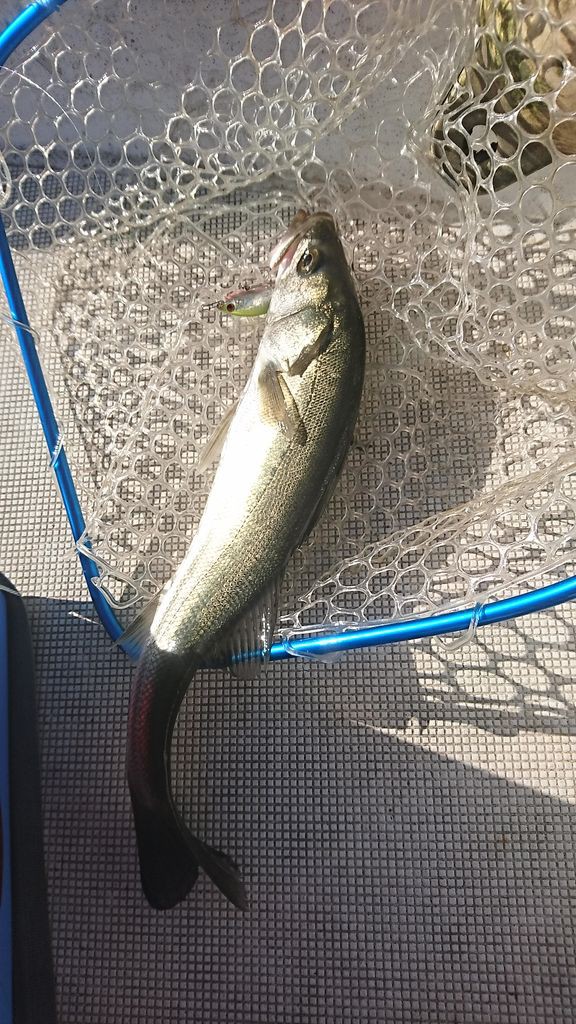 台風一過のシーバス爆釣だった話 クラウドルアーズブログ