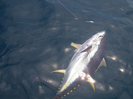 マグロ釣りのサメ被害をアクティブエイガードで防ぐことは出来ないか クラウドルアーズブログ