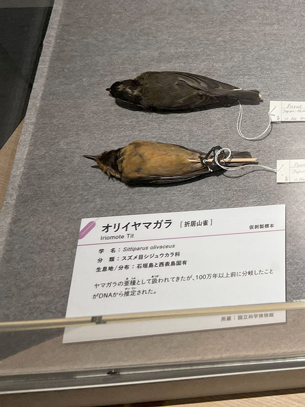 2024.12.24 鳥展 : ふなきちのフィールドノート