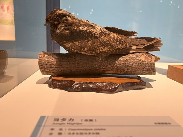 2024.12.24 鳥展 : ふなきちのフィールドノート