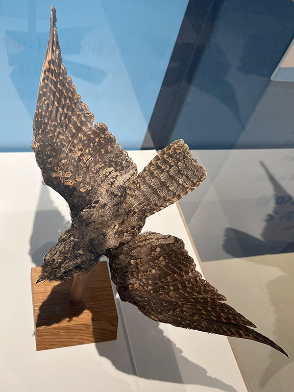 2024.12.24 鳥展 : ふなきちのフィールドノート