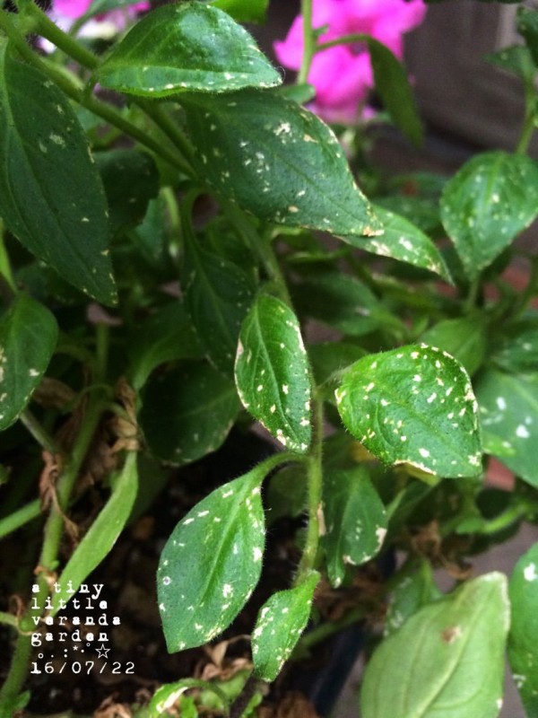 虫の画家さんエカキムシ A Tiny Little Veranda Garden ゚ ベランダガーデニングの始め方 虫の画家さんエカキムシ A Tiny Little Veranda Garden ゚ ベランダガーデニングの始め方