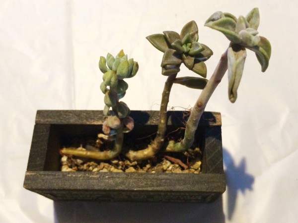 徒長しまくり多肉植物の仕立て直し A Tiny Little Veranda Garden ﾟ ベランダガーデニングの始め方