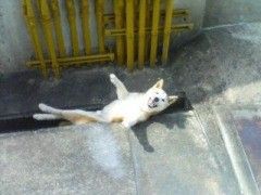 溝にはまった犬 笑った画像置き場