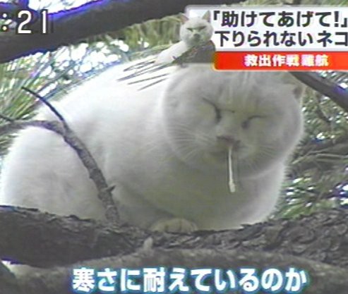 降りられない猫 : 笑った画像置き場