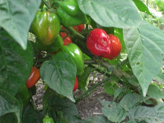 秋の収穫 ハバネロオイル作りましたよ 節約ライフを楽しまなきゃ