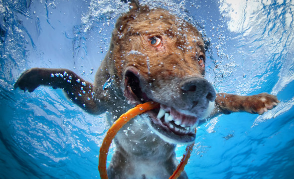 これは笑える 犬の 変顔 写真が話題に 水中でのユニークな表情 今日の未来 過去の明日