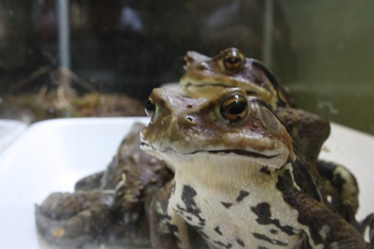 カエル喜ぶ 本格的な梅雨 ふらっと山へ