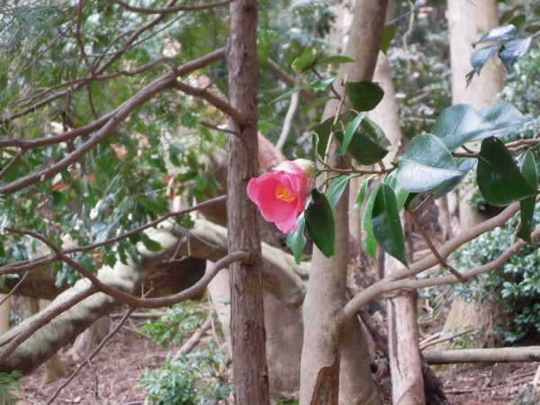 藤原岳 早春の花 ふらっと山へ