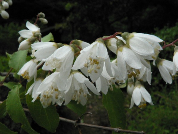 卯の花 ふらっと つれづれ帳 旧 ふらっと山へ