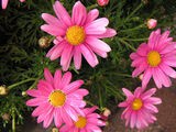 赤花除虫菊 がんばれ私 心はいつまでも少女のままで