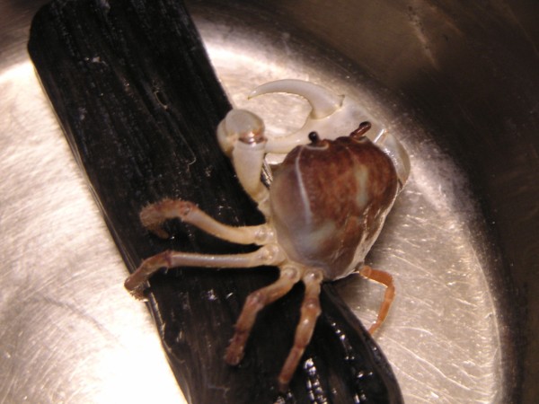 サワガニ 飼い方 がんばれ私 心はいつまでも少女のままで