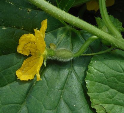 プリンスメロンとかトウモロコシの様子 Furuutuの気ままな家庭菜園日誌