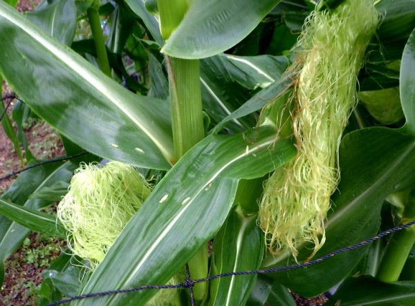 トウモロコシ オカワカメ シカクマメの事など Furuutuの気ままな家庭菜園日誌