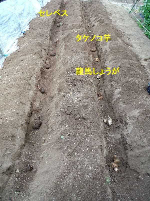 里芋と生姜の植え付けほか Furuutuの気ままな家庭菜園日誌