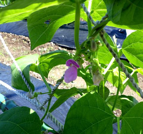 カボチャとトウモロコシの花粉付けとか茄子の手入れ Furuutuの気ままな家庭菜園日誌