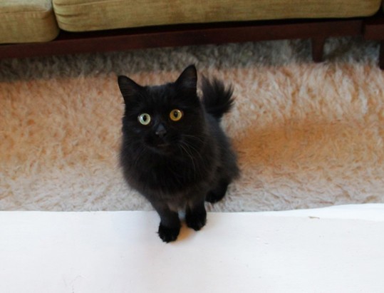 ときどきオッドアイ : まこという名の不思議顔の猫