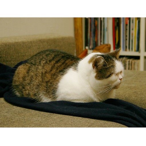 日曜日のまこ : まこという名の不思議顔の猫