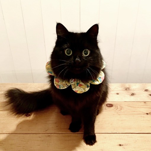 猫首輪 ザビエル首輪 30枚|猫用品 猫首輪 ザビエル首輪 30枚|猫用品
