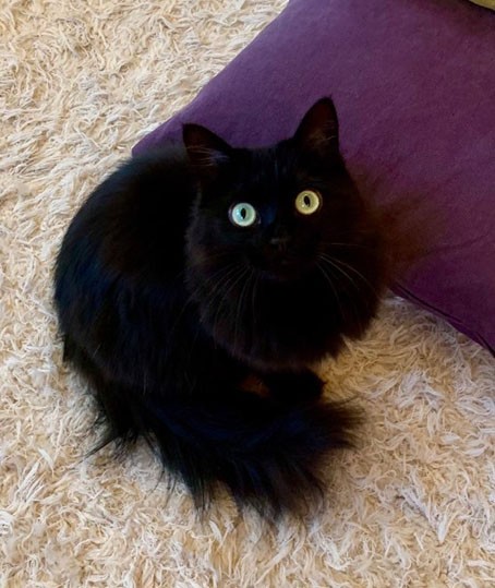 オッドアイの時間 : まこという名の不思議顔の猫