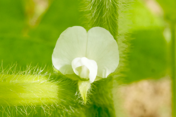 枝豆の花 迷途覚路夢中行