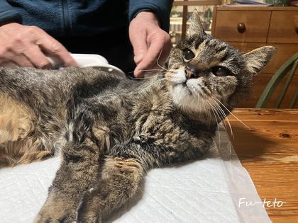 個性的な星のパターンでタペストリーを : 猫日和。キルト日和。