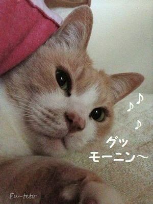 ノースカロライナリリーのタペストリー&冬の喜び : 猫日和。キルト日和。