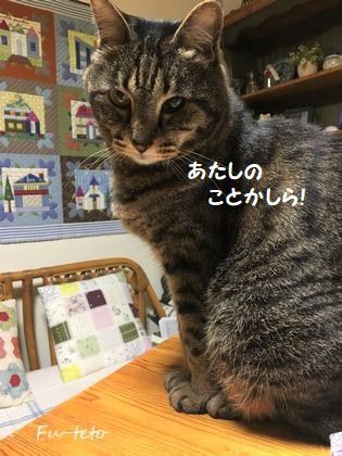 新しい布にワクワク テトちゃんは13歳 猫日和 キルト日和