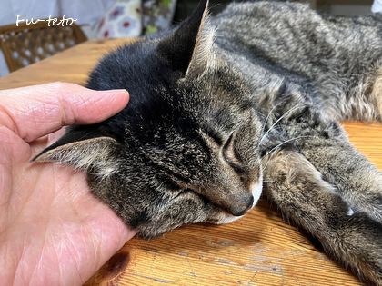 タペストリーのトップ完成＆裏を整えて仕付けかけの準備 : 猫日和