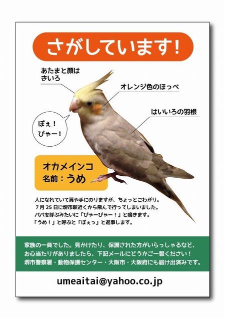 ふーとテトからのお願い インコのうめちゃんを探しています 猫日和 キルト日和