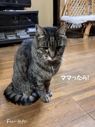 ハワイアンスラッシュキルト＆すねてたの？ : 猫日和。キルト日和。