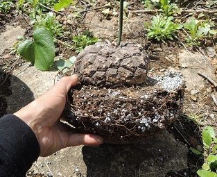 メキシコ亀甲竜 冬樹社長のblog