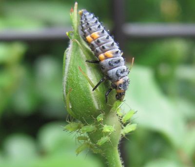 あぶらむし退治 腹ペコ山男の食い倒れblog