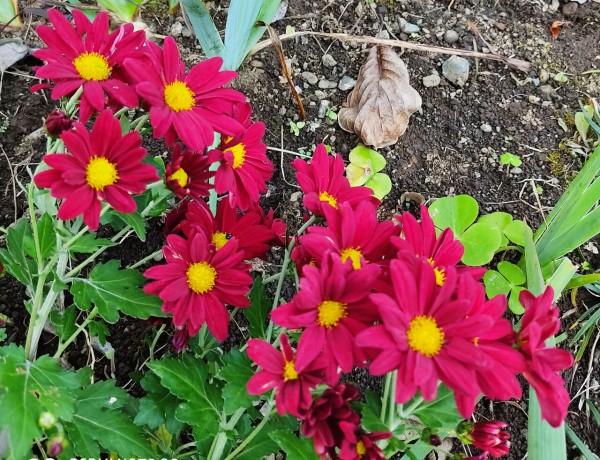 白い 菊が赤くなる 2986 白い 菊が赤くなる 白い 菊が赤くなる 2986 白い 菊が赤くなる