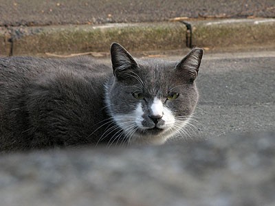 は見た について語る猫 昼猫夜猫別館新棟