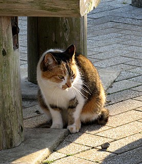 キヨ 猫 昼猫夜猫別館新棟