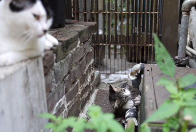 やんちゃ猫のガルシア君 : 昼猫夜猫別館新棟