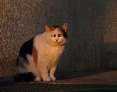 猫 泣いてなんかないやい 昼猫夜猫別館新棟