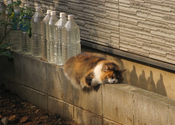 実証する猫 昼猫夜猫別館新棟