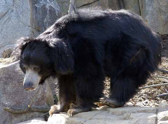 三毛別羆事件の熊の大きさｗｗｗｗｗｗ ガバガバ歴史速報