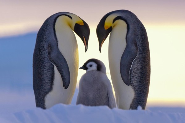 ペンギン はぇ すっごいおっきい ガバガバ歴史速報