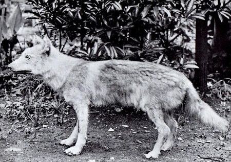 日本人 オオカミとか害獣やん 狩り尽くしたろ 韓国人 トラとか害獣やん 狩り尽くしたろ ガバガバ歴史速報