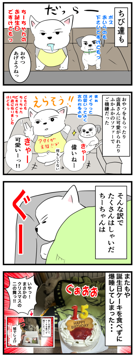🐶㊗️ちーちゃん15歳になりましたけどもっ❣️🥳 : ちーちゃんっ🐾