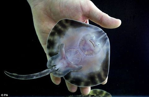 衝撃 エイの赤ちゃんが可愛すぎる でも干物になると カシャっと速報