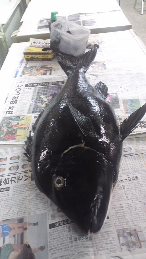 超特大タマン ハマフエフキ 魚拓 Gacyunのblog