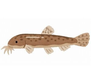 ドジョウ2匹が肛門から侵入 1匹見つからず ニコニコニュース ニャンでも情報局