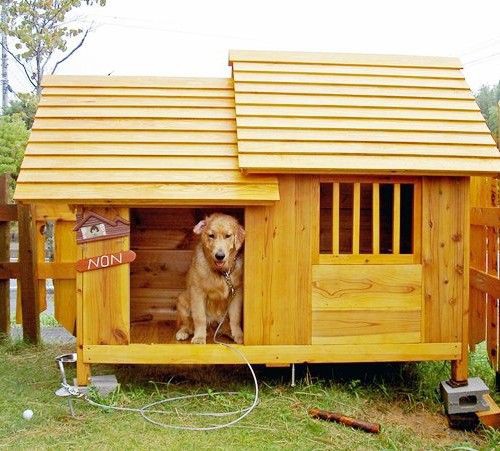 体が半分はみ出る犬小屋はやめて こんな豪華な犬小屋を買う事に ゴールデンガジローとジロ念のドンとやってみよ