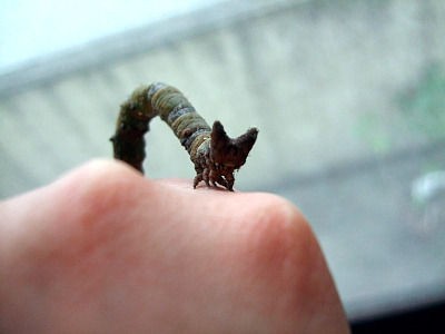 閲覧注意 猛毒の ネコ毛虫 米国で大発生か でもかわいいw 雑学速報